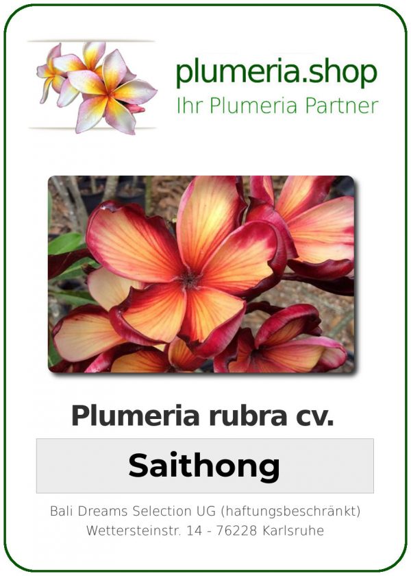 Plumeria rubra "Saithong"