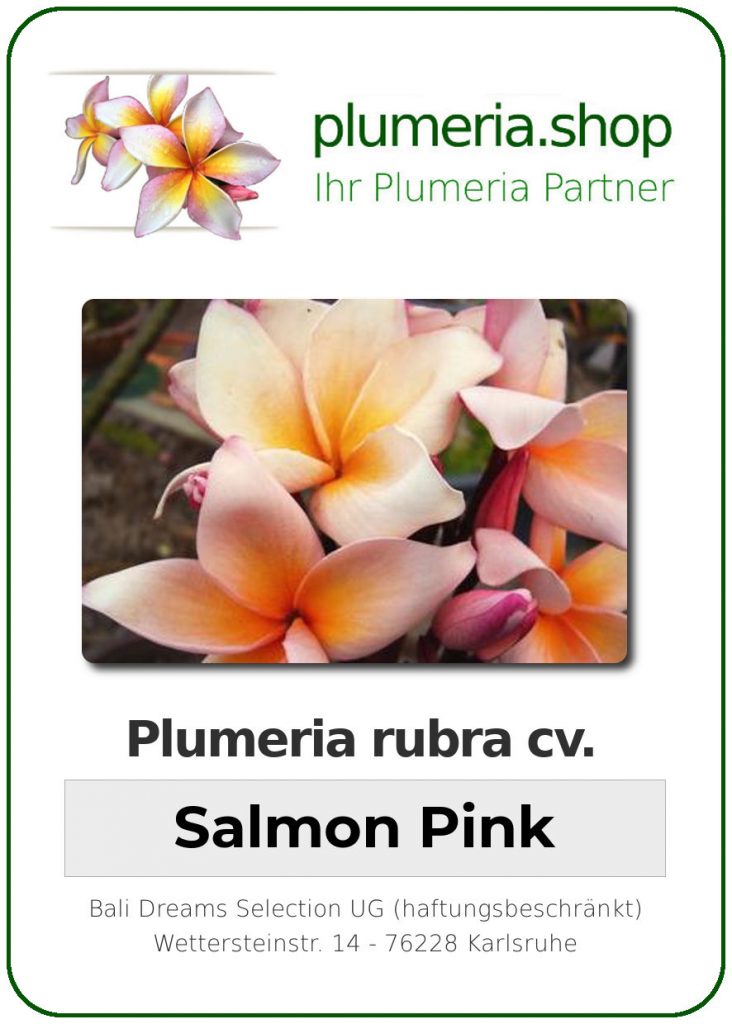 Plumeria rubra cv. "Salmon Pink" - unbewurzelter Steckling