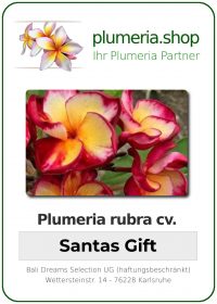 Plumeria rubra "Santas Gift"