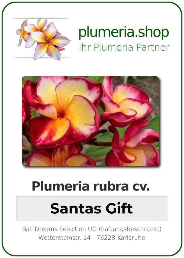 Plumeria rubra "Santa's Gift"