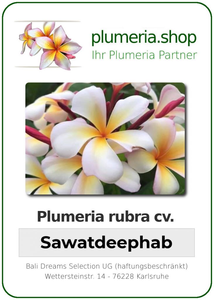 Plumeria rubra "Sawatdeephab"