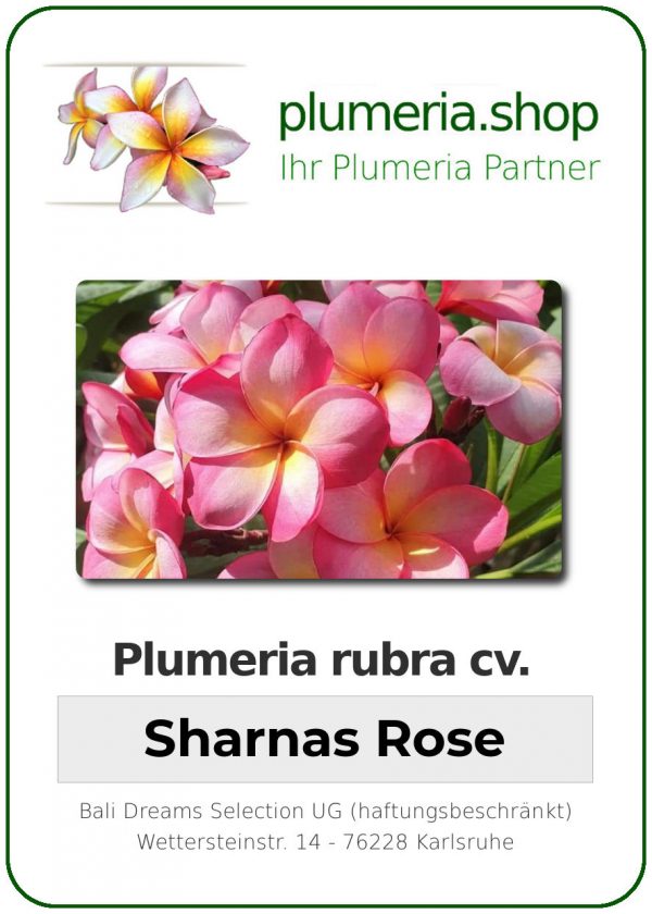 Plumeria rubra "Sharnas Rose"