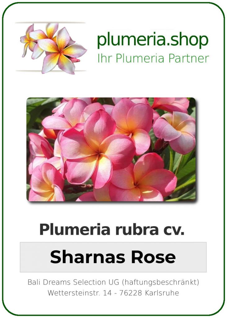 Plumeria rubra cv. "Sharnas Rose" - unbewurzelter Steckling