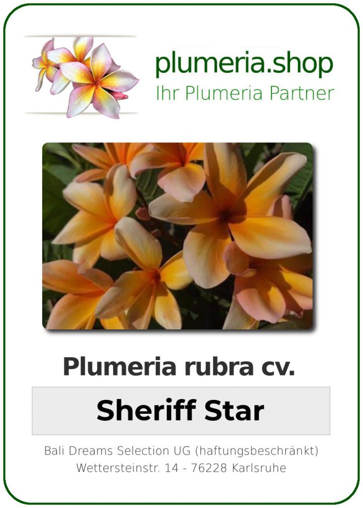 Plumeria rubra "Sheriff Star"