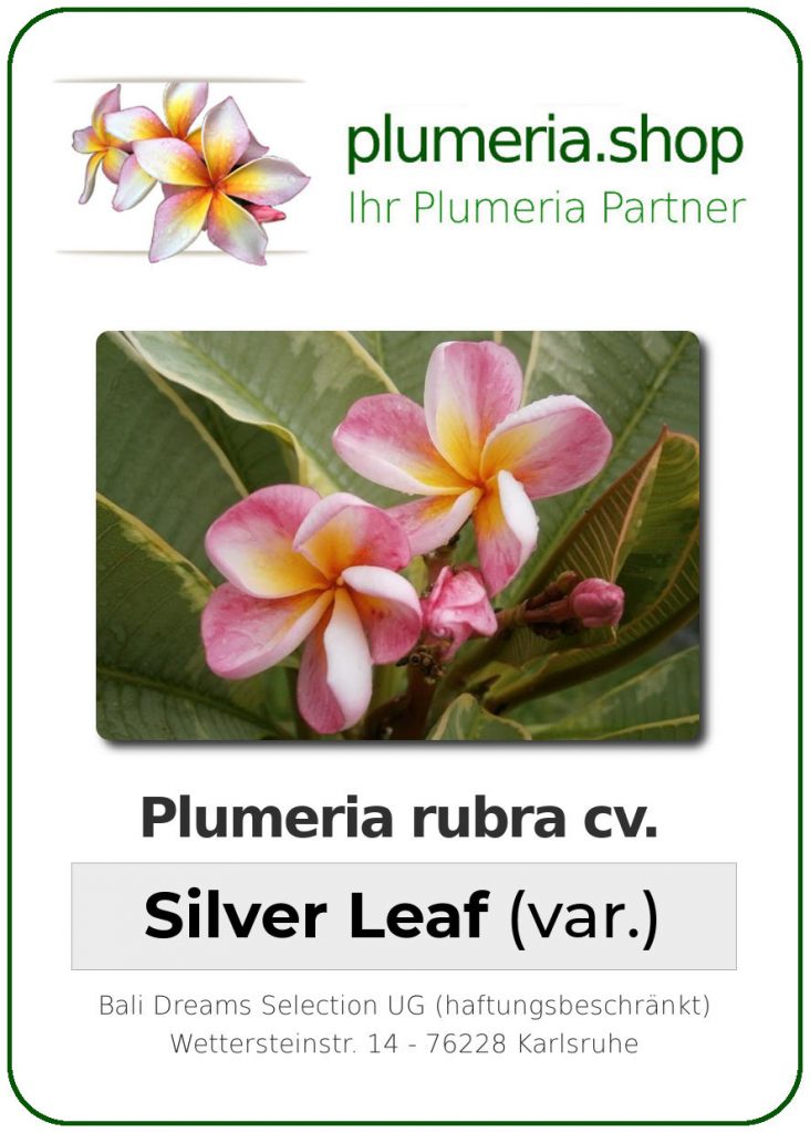 Plumeria rubra "Silver Leaf" (variegated)