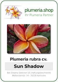 Plumeria rubra "Sun Shadow"