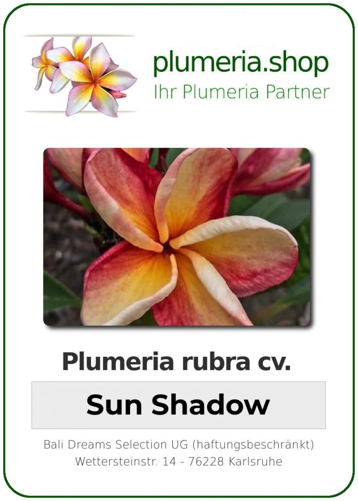 Plumeria rubra "Sun Shadow" - wurzelnackt
