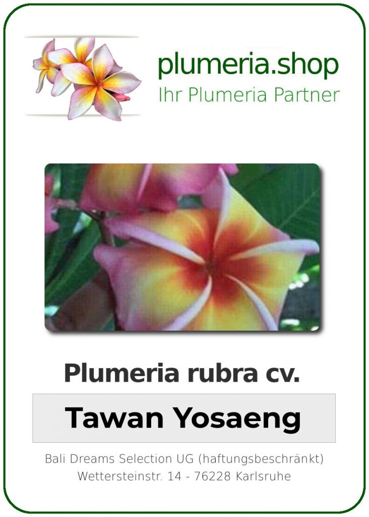 Plumeria rubra "Tawan Yosaeng"