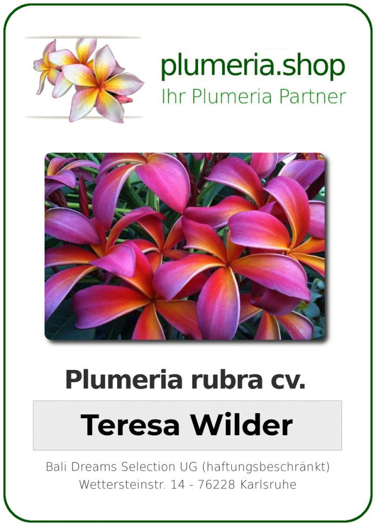 Plumeria rubra "Teresa Wilder"