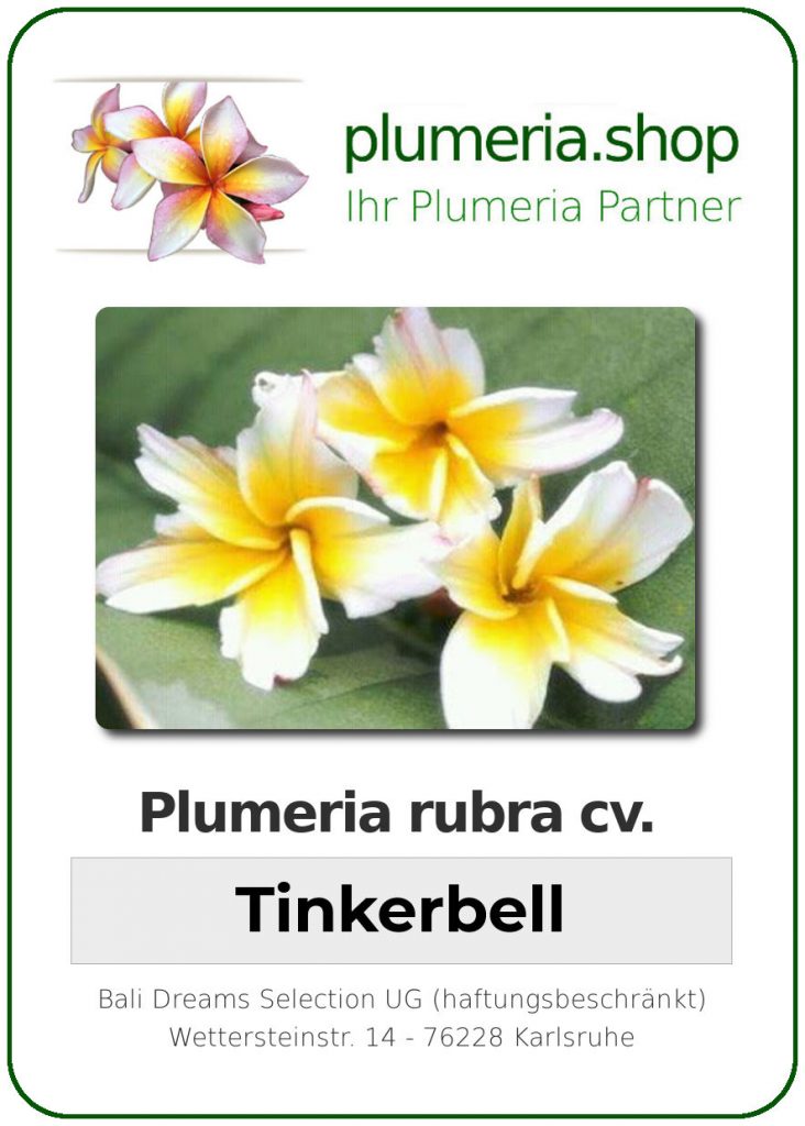 Plumeria rubra "Tinkerbell"