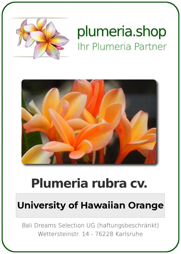 Plumeria rubra cv. "University of Hawaiian Orange" - unbewurzelter Steckling