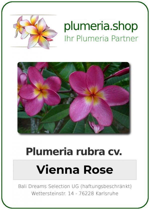 Plumeria rubra "Vienna Rose"