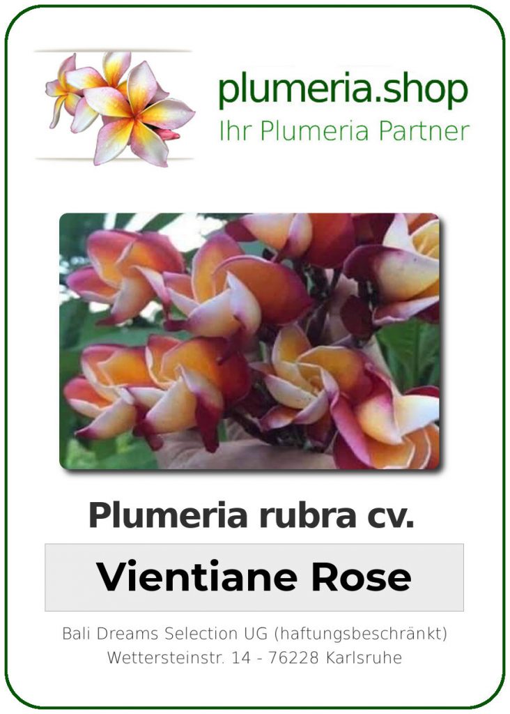 Plumeria rubra "Vientiane Rose" - wurzelnackt