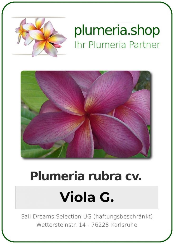 Plumeria rubra "Viola G"