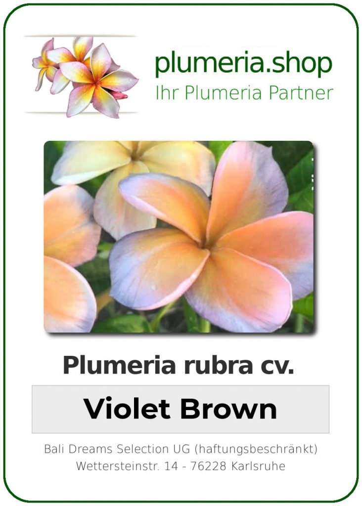 Plumeria rubra "Violet Brown"