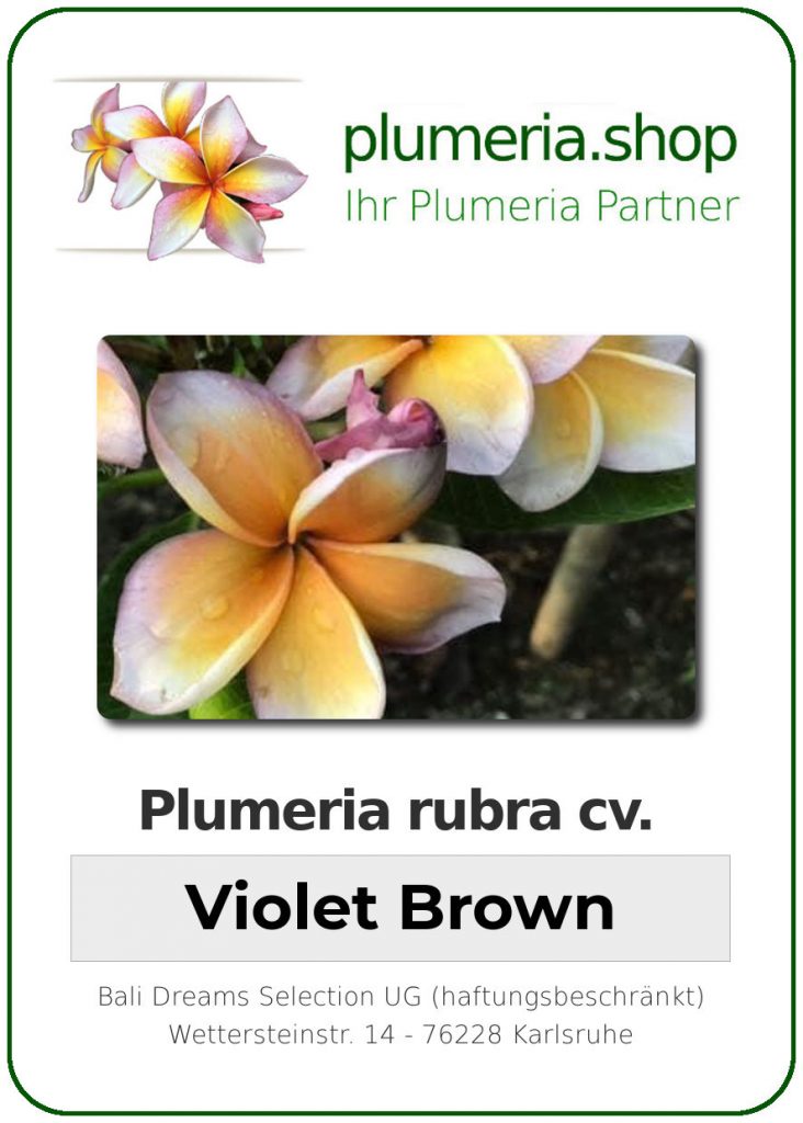 Plumeria rubra "Violet Brown"