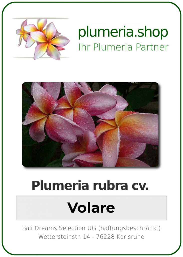 Plumeria rubra "Volare"