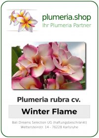 Plumeria rubra "Winter Flame"