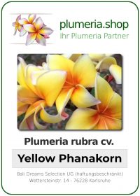 Plumeria rubra "Yellow Phanakorn"