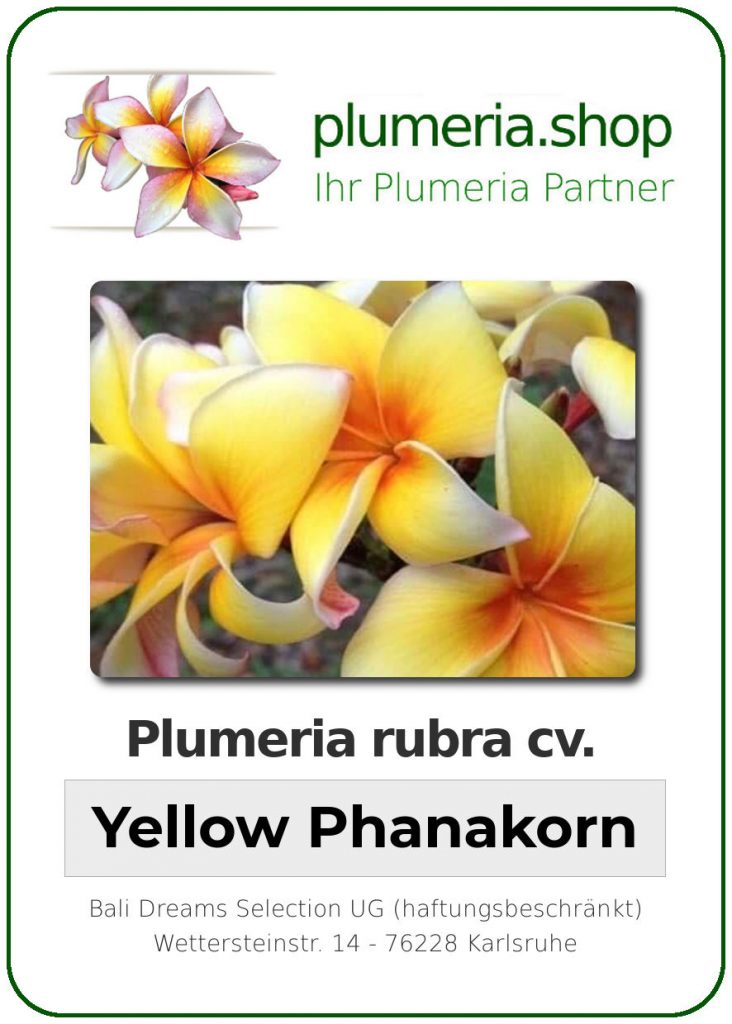 Plumeria rubra "Yellow Phanakorn" - Jungpflanze