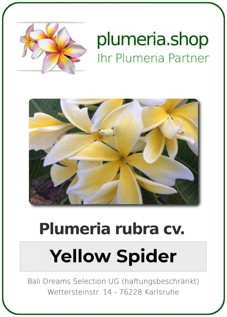 Plumeria rubra "Yellow Spider"