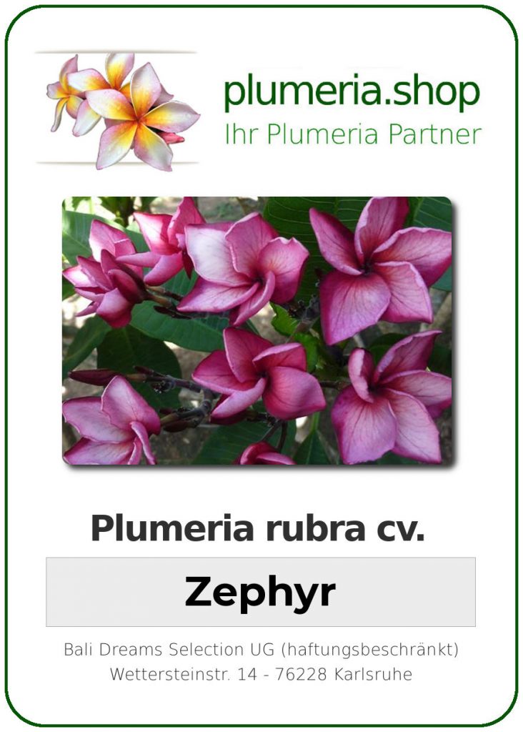 Plumeria rubra "Zephyr"