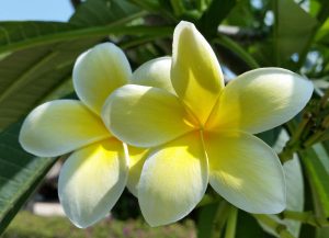 Postkarte #27 "Celadine"