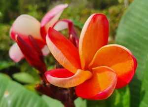 Plumeria rubra "Feu d'Orange"