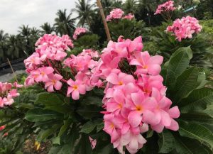 Postkarte #35 "Pink Pudica"