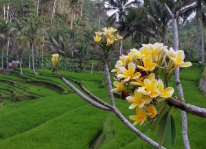 Postkarte #36 "Bali Hai Gold"