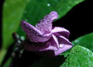 Postkarte #38 "Purple Jack"
