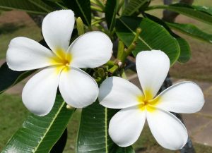 Postkarte #39 "Singapore White"