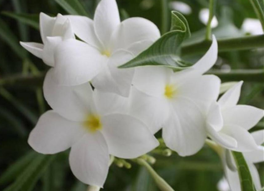 Plumeria pudica – bouture non enracinée