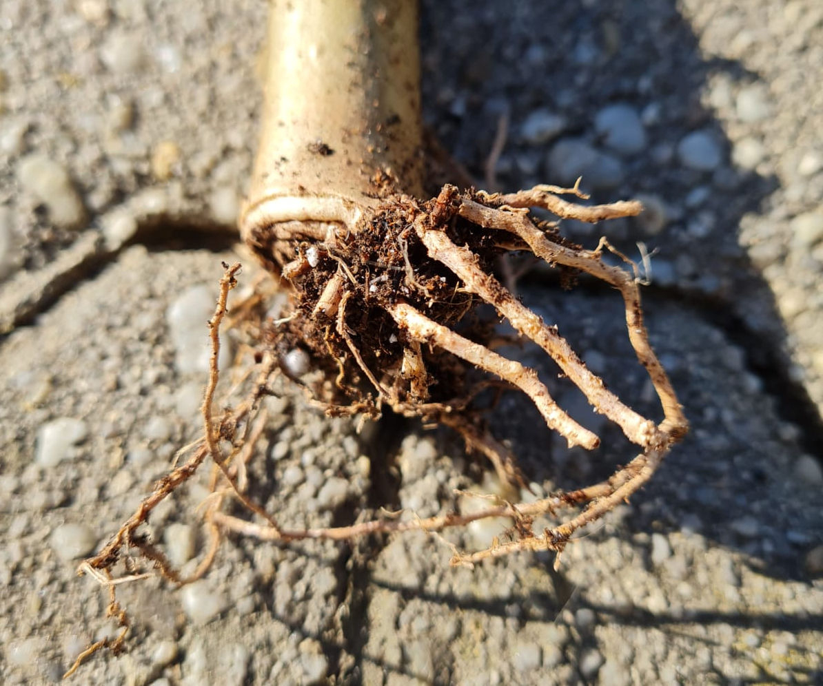 Bare Root Plumeria