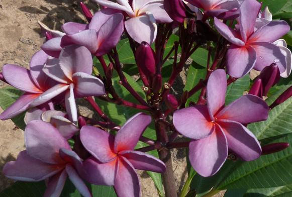 Plumeria rubra 'Empress'