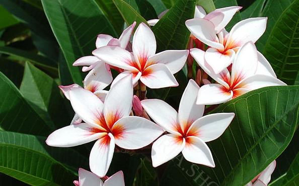 Plumeria rubra "Magenta Powder"