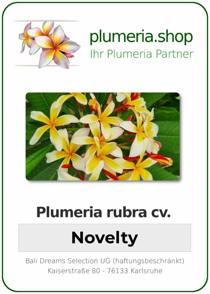 Plumeria rubra "Novelty"