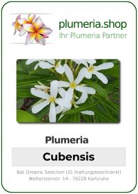 Plumeria &quot;Cubensis&quot;