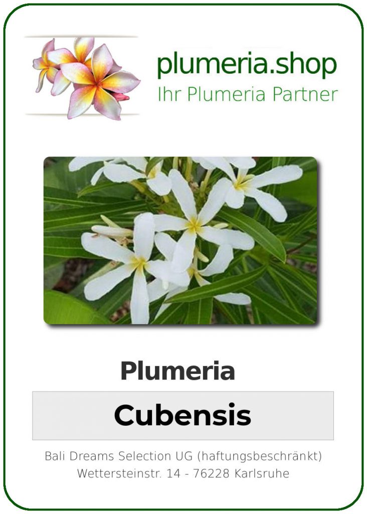 Plumeria Hybrid "Cubensis"