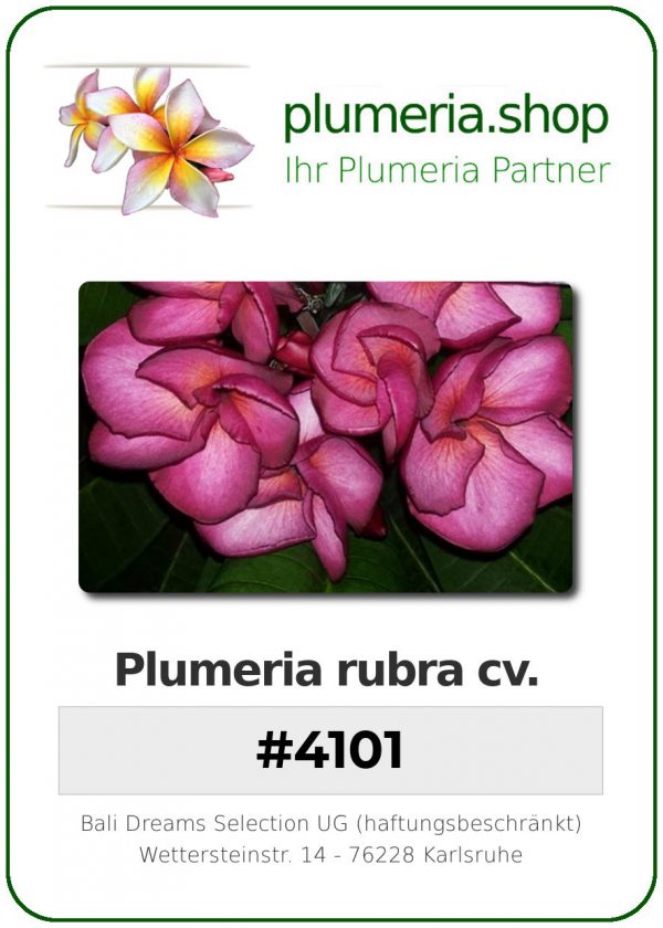 Plumeria rubra "#4101"