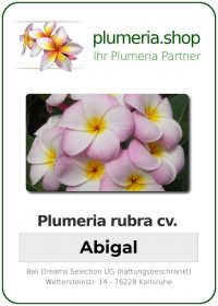 Plumeria rubra "Abigal"