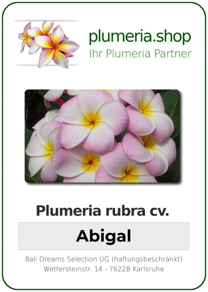 Plumeria rubra "Abigail"