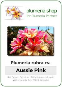 Plumeria rubra "Aussie Pink"