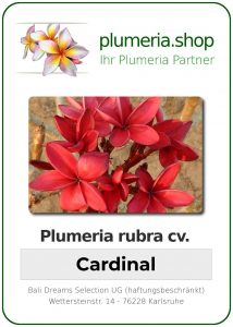 Plumeria rubra "Cardinal"