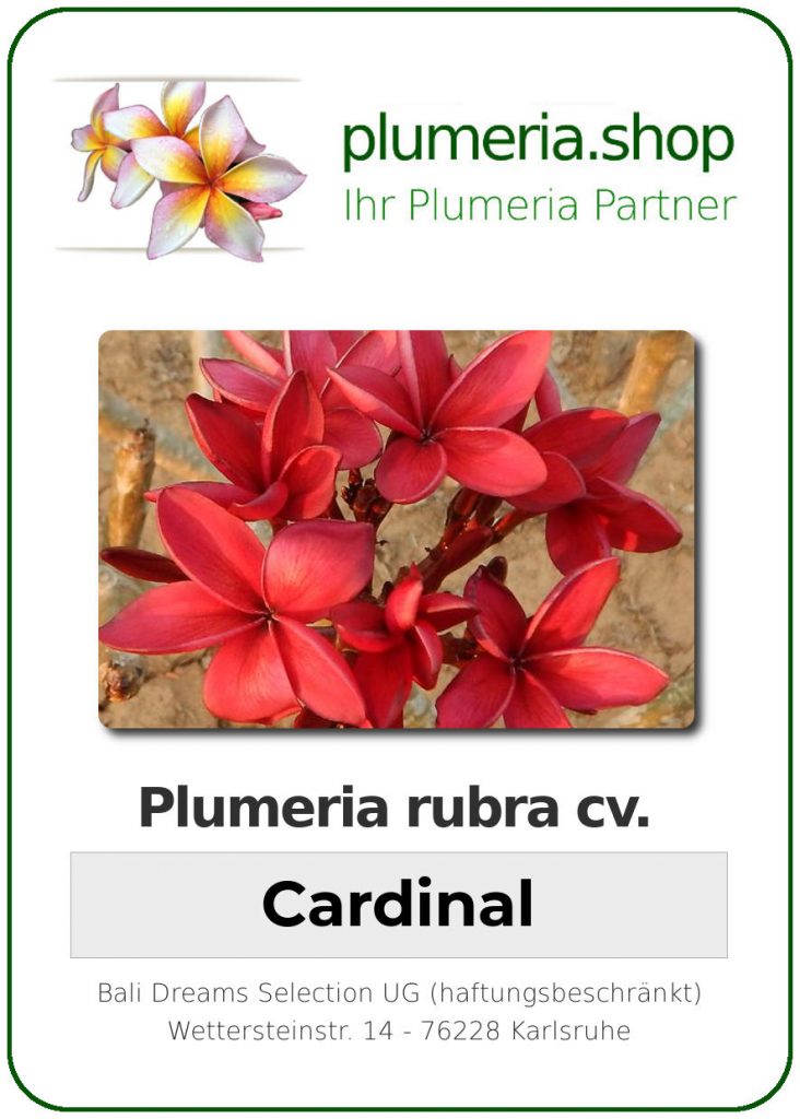 Plumeria rubra "Cardinal"