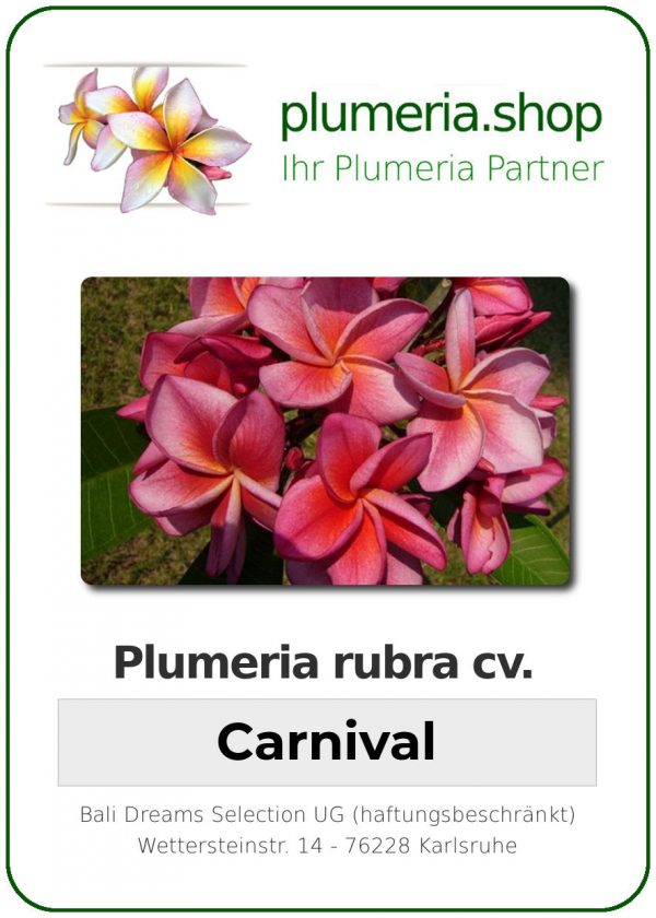 Plumeria rubra "Carnival"