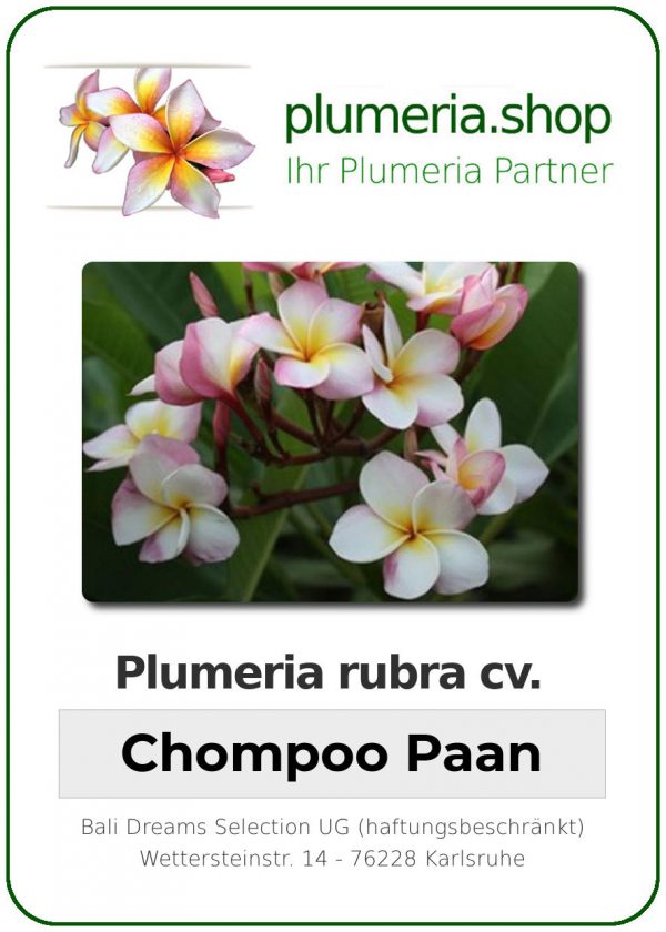 Plumeria rubra "Chompoo Paan"