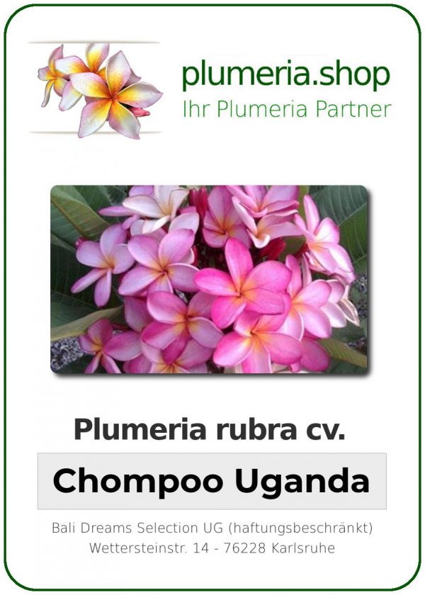 Plumeria rubra "Chompoo Uganda"