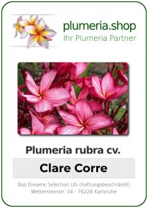 Plumeria rubra "Clare Corre"