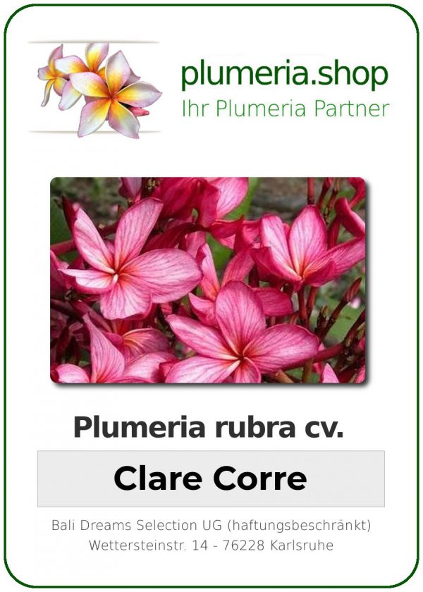 Plumeria rubra "Clare Corre"
